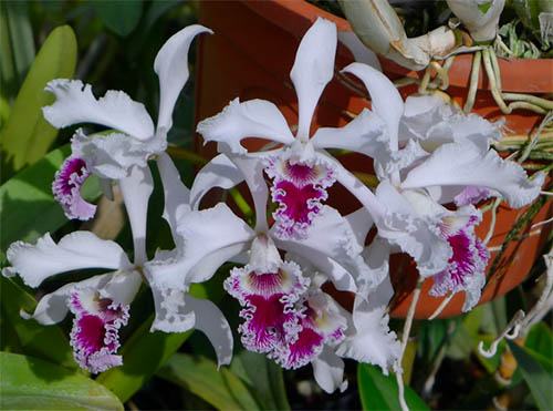 Laelia crispa (vinicolor x flamea)