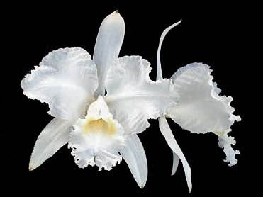 Cattleya lueddemanniana (alba x alba BV)