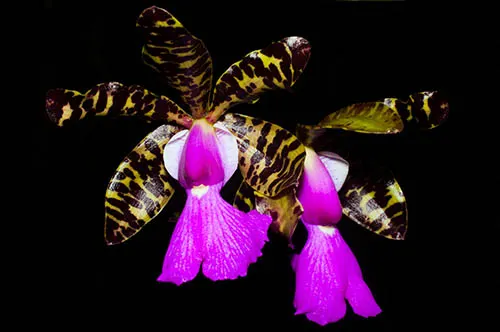 Cattleya aclandiae ('Big Lip' x 'Bela Vista')