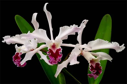Laelia crispa (tipo x flamea)