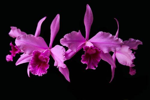 Laelia lobata tipo ('Bela Vista' x 'Dna Niedja')