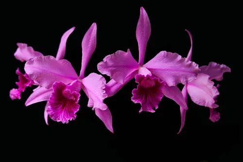 Laelia lobata tipo ('Bela Vista' x 'Dna Niedja')