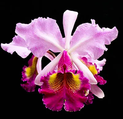 Cattleya Hardiana (warscewiczii x dowiana aurea)