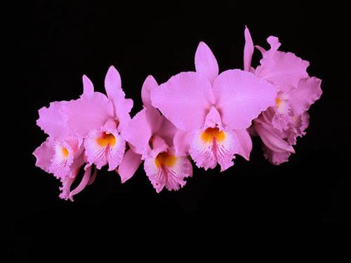 Cattleya labiata alba x concolor