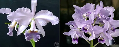 Cattleya labiata 'Sangue Azul' x bowringiana coerulea