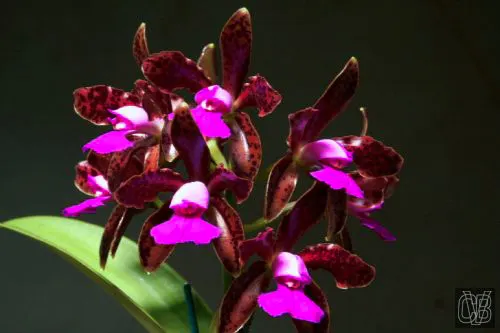 Cattleya leopoldii escura x escura