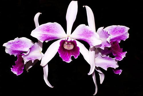 Laelia purpurata flamea