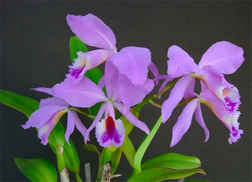 Cattleya labiata var venosa