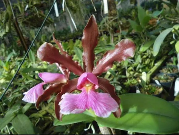 Cattleya schilleriana carnea x self