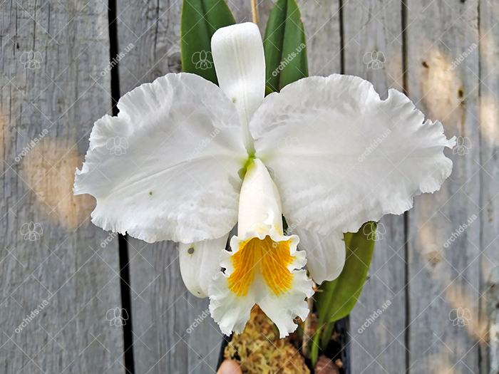 Cattleya mossiae alba