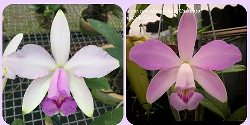 Cattleya violacea (Urupa x self) x concolor 'Casellato'