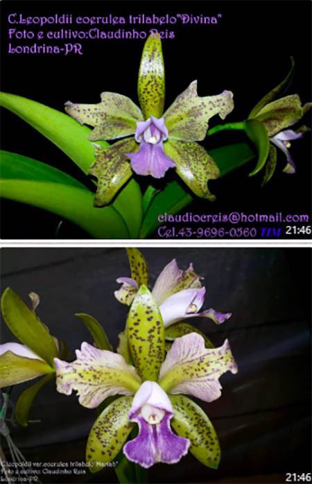 Cattleya leopoldii coerulea trilabelo 'Mariah' x 'Divina'
