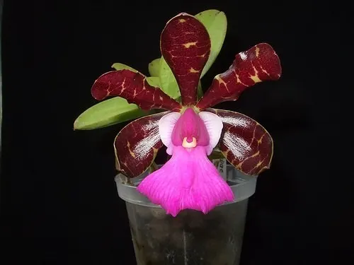 Cattleya aclandiae escura 'Minha nega' x 'XXX'