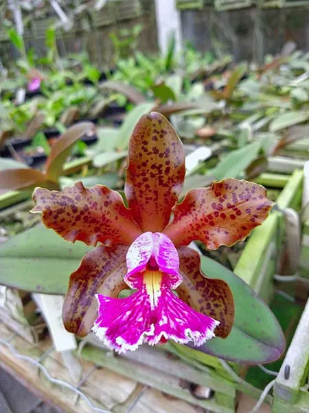Cattleya schilleriana 'Guarapari' x '99'