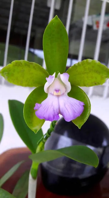 Cattleya leopoldii lilacinela