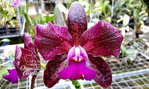 Cattleya leopoldii flamea 'Retorica'