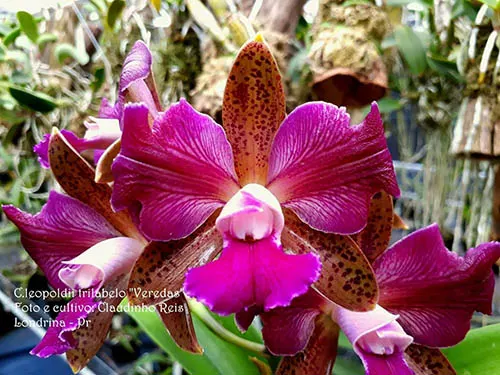 Cattleya leopoldii trilabelo 'Veredas'