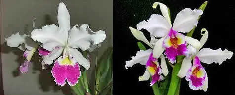 Cattleya warscewiczii 'F M B' x 'Katia'