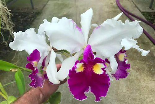 Cattleya warscewiczii semi-alba 'Kathleen' x self