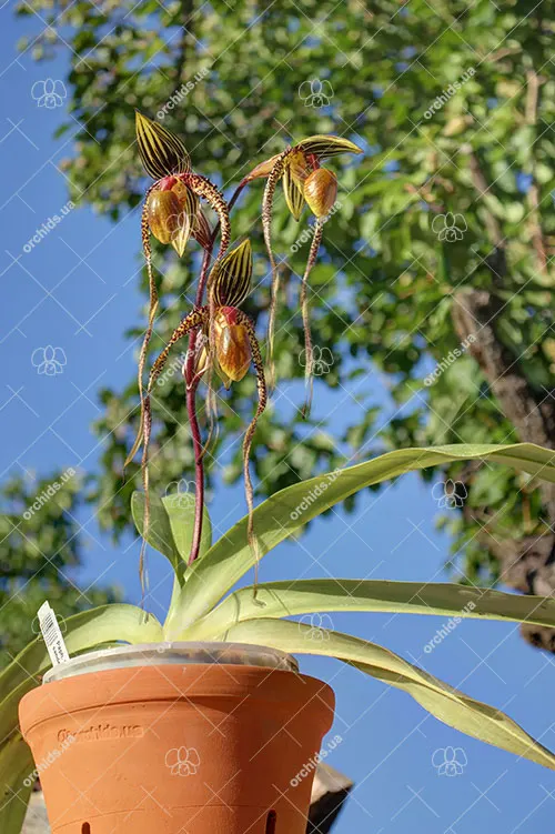 Paphiopedilum (Michael Koopowitz x sanderianum ) x sanderianum