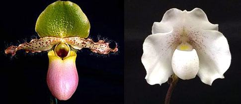 Paphiopedilum primulinum x Greyi