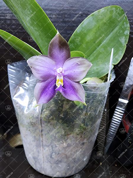 Phalaenopsis Mituo Blue Bear 'M-6'