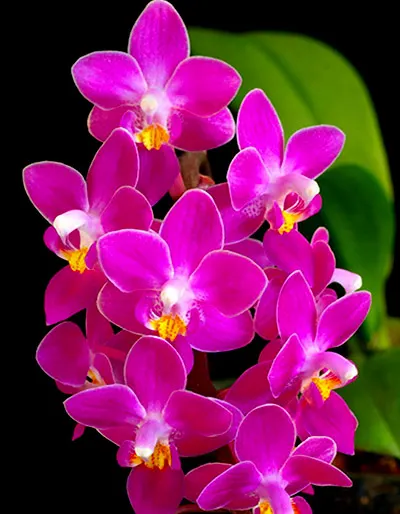 Phalaenopsis equestris red (B-100)