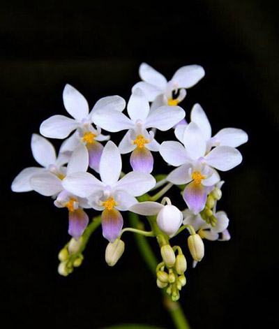 Phalaenopsis equestris blue