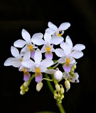 Phalaenopsis equestris blue