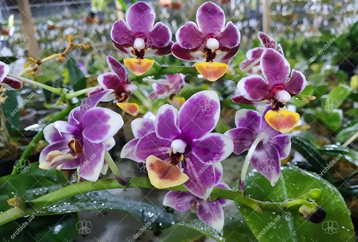 Phalaenopsis  Liu's Little Tortoise-shell Cat (Chiada Stacy x lobbii)