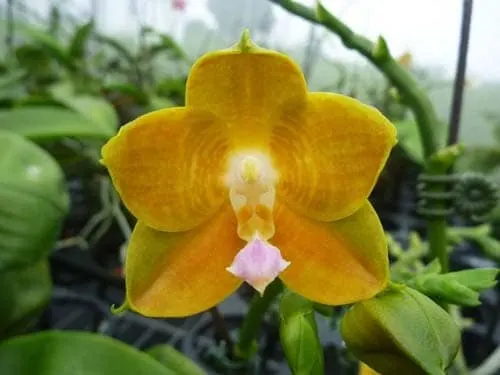 Phalaenopsis LD's Bear King '75'