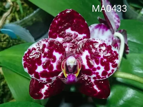 Phalaenopsis Mituo Sunrise 'Mituo #3'