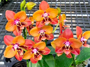 Phalaenopsis Zheng Min Anaconda 'CL-01'