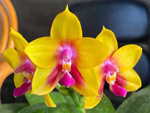 Phalaenopsis Mituo Gelb Eagle 'Goose Yellow - 3'
