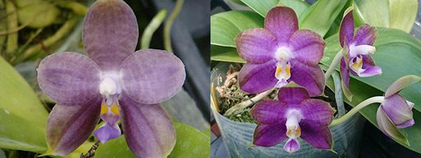 Phalaenopsis LD Purple 3S x Mituo Reflex Dragon 'BIue-1'