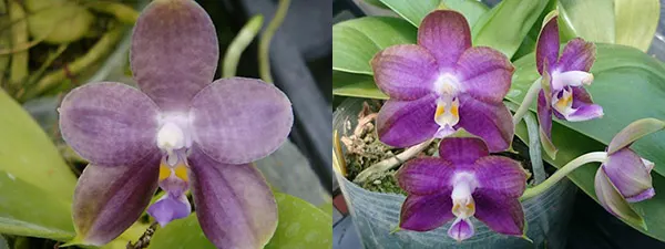 Phalaenopsis LD Purple 3S x Mituo Reflex Dragon 'BIue-1'