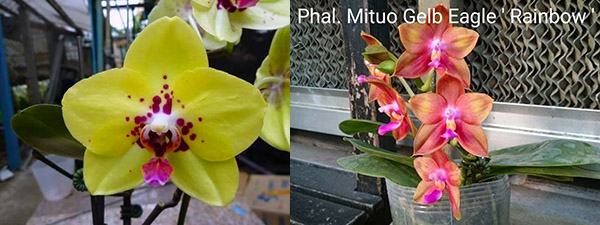 Phalaenopsis Diamond Beauty '1202' x Mituo Gelb Eagle 'Rainbow'