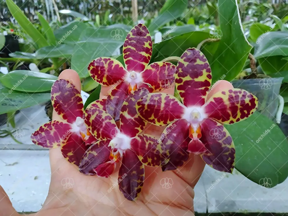 Phalaenopsis Pylo's Mosaic MO524