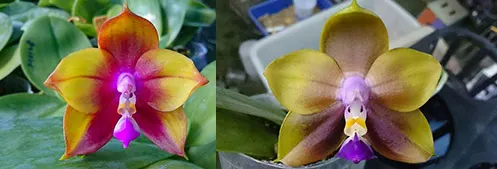 Phalaenopsis Mituo Reflex Dragon 'Bloodshot' x Mituo Princess 'Blue #9'