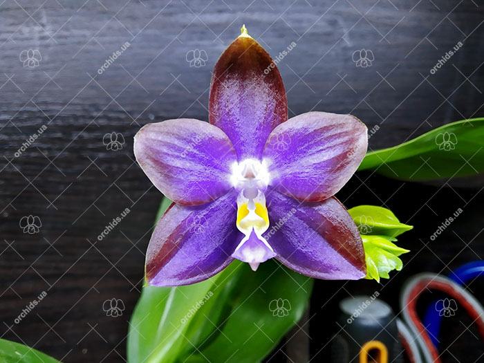 Phalaenopsis Mituo Reflex Dragon 'Blue Ring' MO675