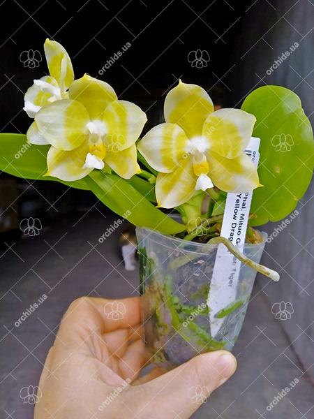 Phalaenopsis Mituo Golden Tiger 'Yellow Dragon'