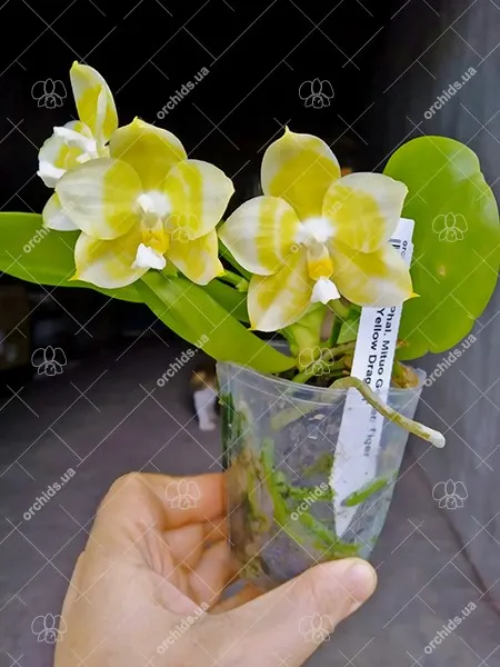 Phalaenopsis Mituo Golden Tiger 'Yellow Dragon'