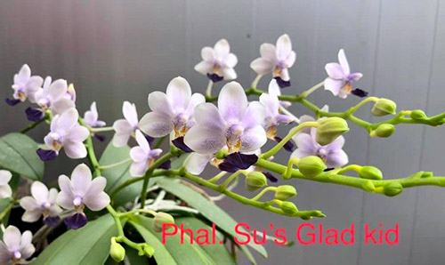 Phalaenopsis Su's Glad Kid (MC)