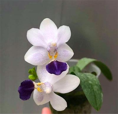 Phalaenopsis Su's Glad Kid (MC)