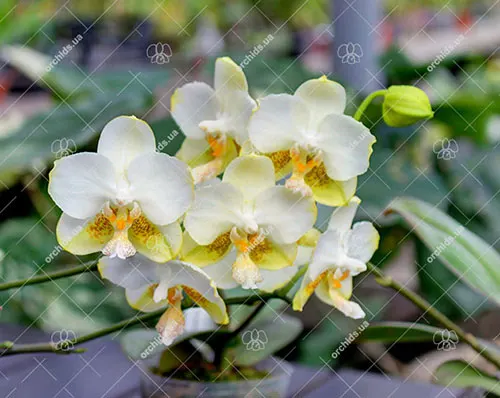 Phalaenopsis An Tai Jade