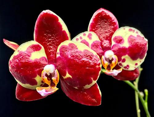 Phalaenopsis YangYang Red Diamond (Huar Jiu Diamond x Dou-dii Super Star)