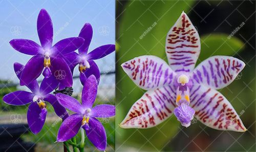 Phalaenopsis (YangYang Blueberry x lueddemannian fma coerulea)