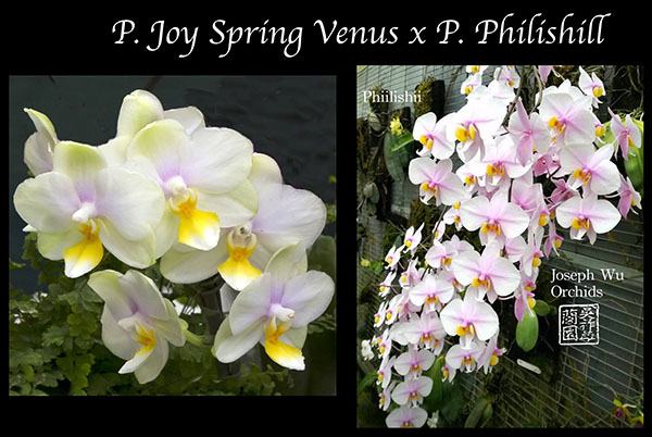 Phalaenopsis Joy Spring Venus x Philishill