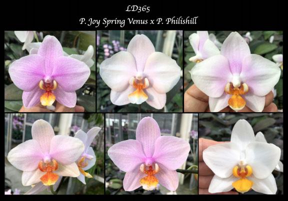 Phalaenopsis Joy Spring Venus x Philishill