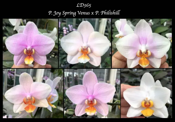Phalaenopsis Joy Spring Venus x Philishill